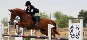 Belle show jumping at Woodland Stallion Station.