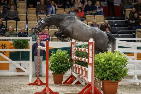 The three-year-old stallion Stoertebeker won the Trakehner Free-jumping Cup with superiority. (Photo: Stefan Lafrentz)