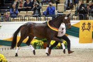 The 2017 winning mare from Schleswig-Holstein/Hamburg, Krishna, by Elfado-Ivernel.(Photo: Stefan Lafrentz)