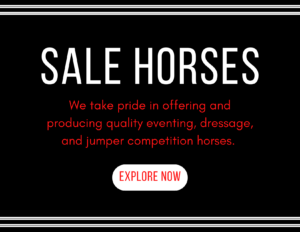 sale-horses