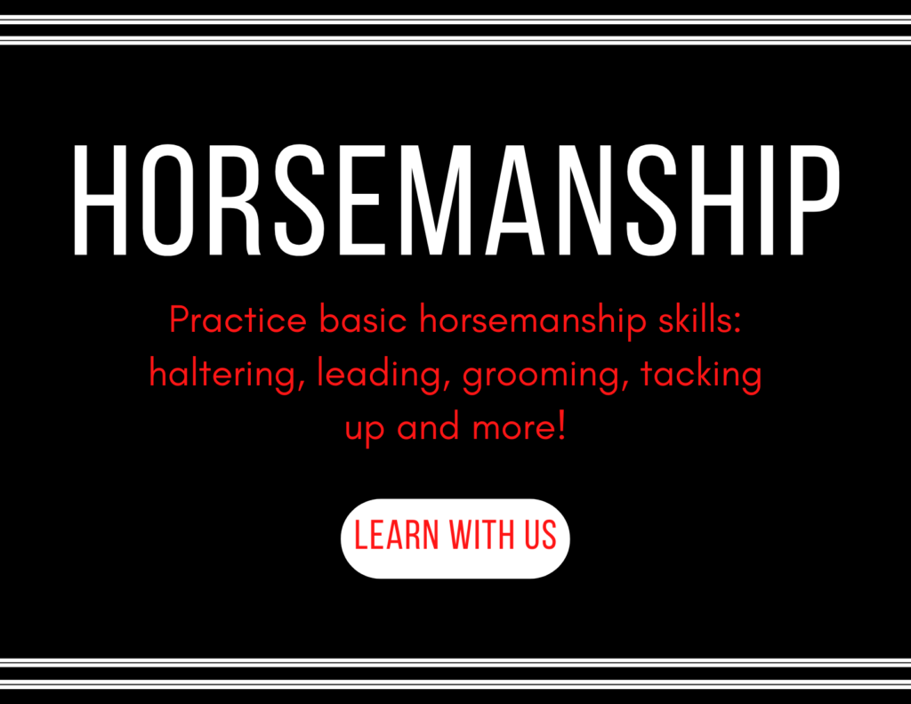 Horsemanship classes are an opportunity to practice basic skills such as haltering, leading, grooming, tacking up and show preparation.