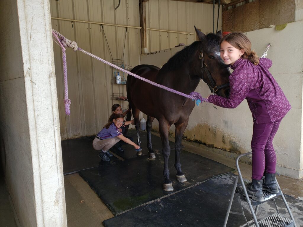 Fun in the washrack with Four Star Farm pony Shoni!